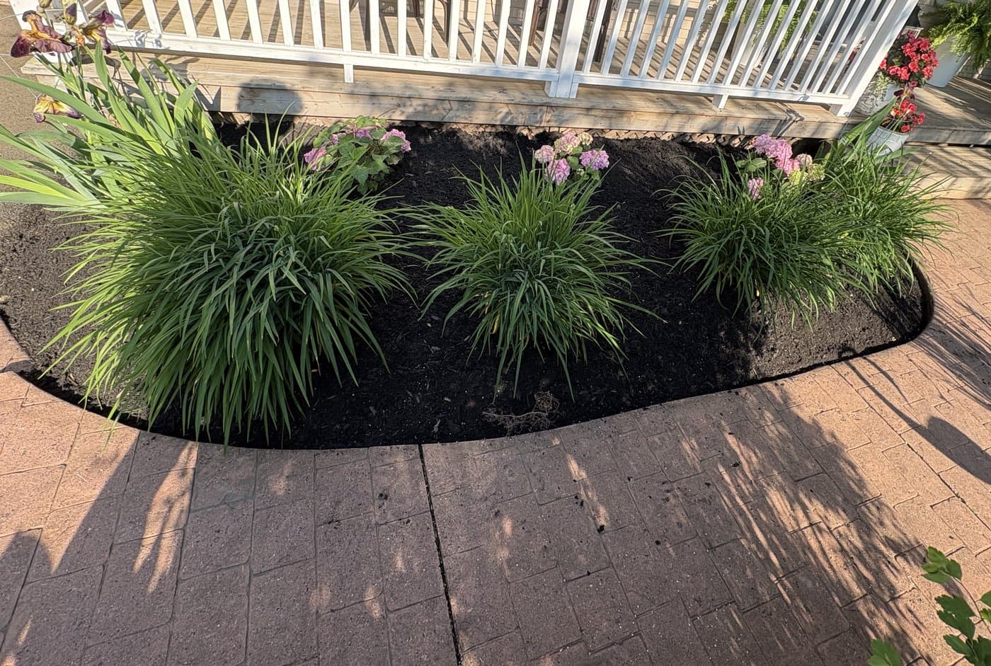 Freshly mulched front garden with flowering shrubs
